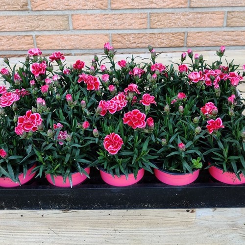 Dianthus | Rood & roos