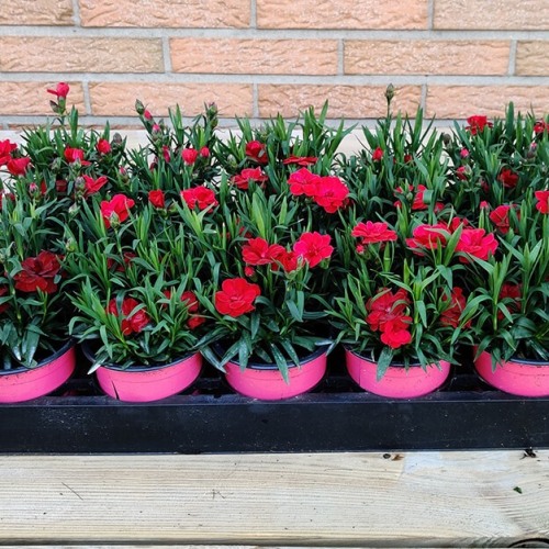 Dianthus | Rood