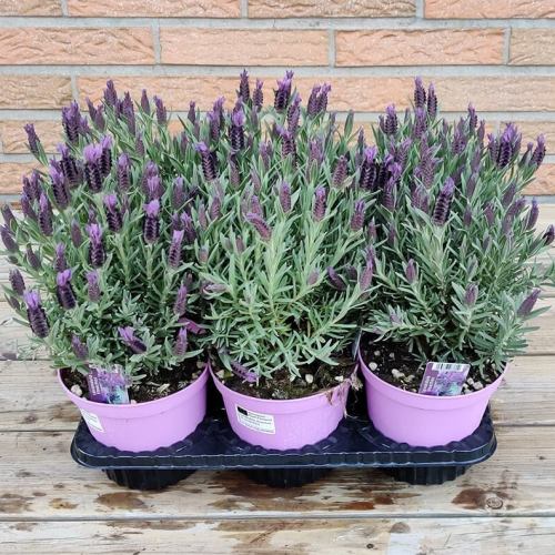 Lavendel | Stoechas