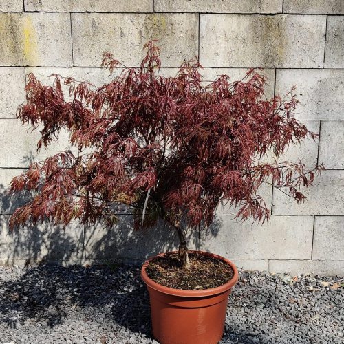 Acer palmatum | Garnet