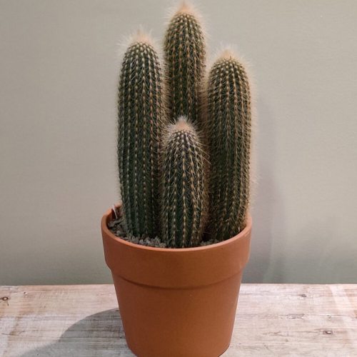 cactus-44cm