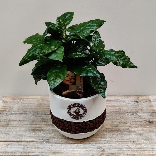 coffea-arabica-30cm