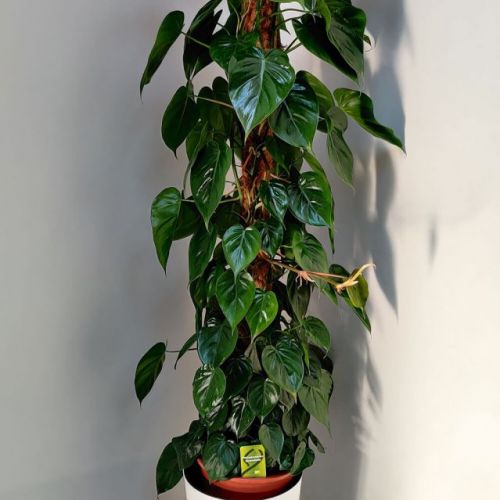 philodendron-scandens-160cm