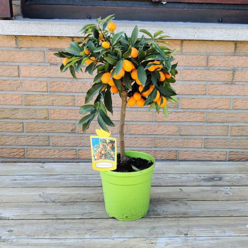 Japanse kumquat (Fortunella margarita)