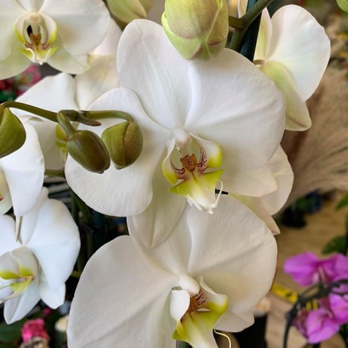 Orchideeën-2