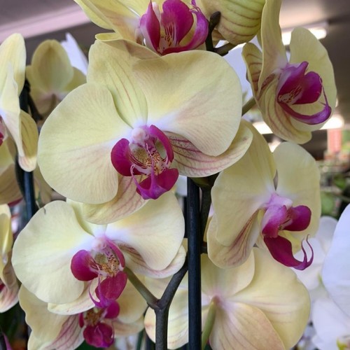 Orchideeën-7