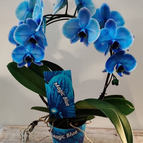 orchidee-20-blauw