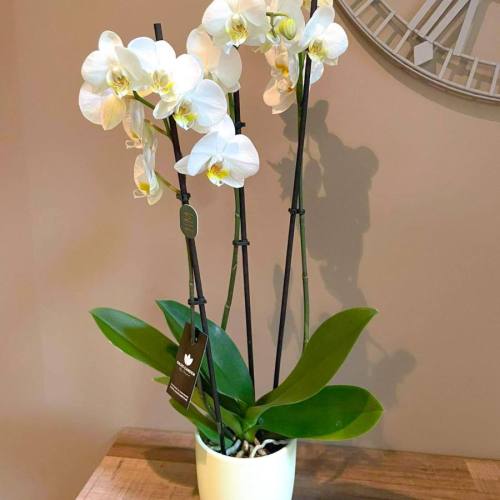 orchidee-classic-white