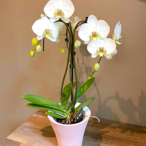 orchidee-special-white