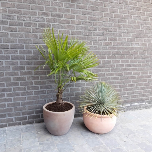 Prachtige Trachycarpus Fortunei en Yucca Rostrata palmboom