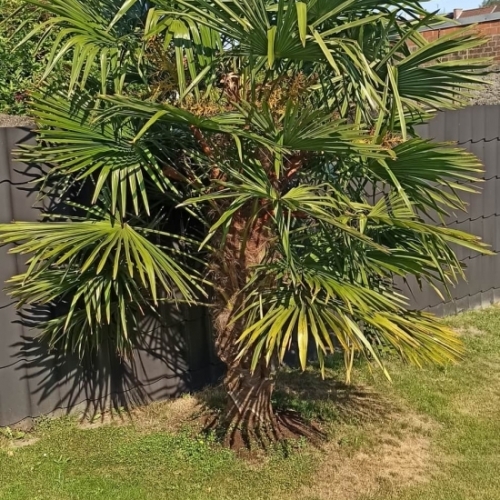 Prachtige Trachycarpus Fortunei palmboom