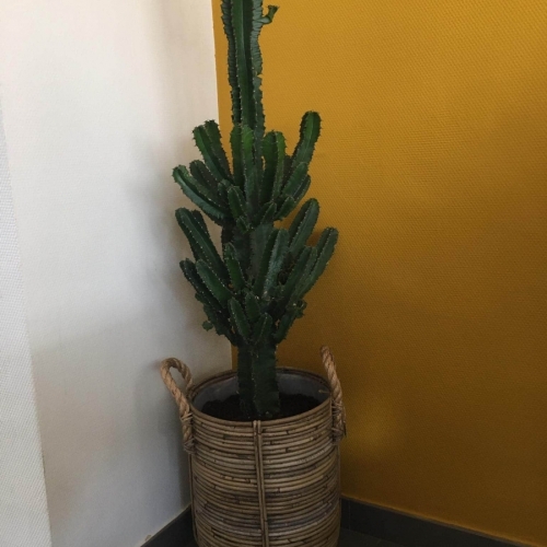 Cactus met mooie rieten "Ibiza" mand