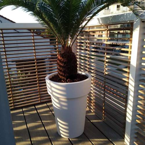 Cycas palmboom in hoge witte pot