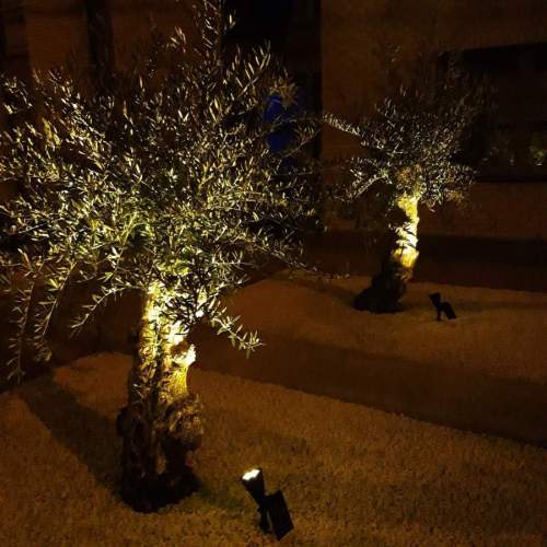 2 prachtige olijfbomen op dikke stam