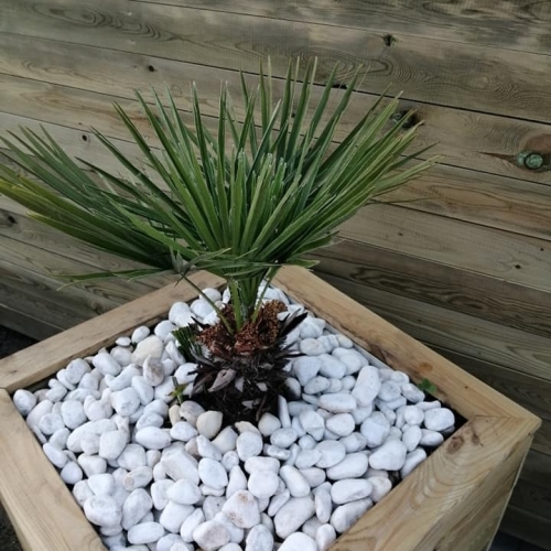 Mini palmboom