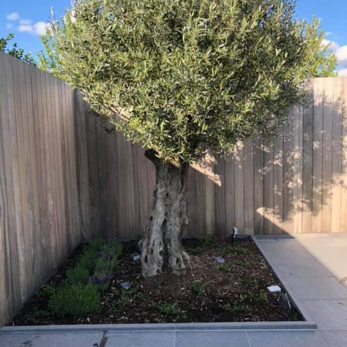 Prachtige oude olijfboom met dikke stam