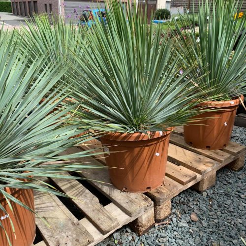 Yucca Rostrata