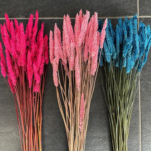 Celosia