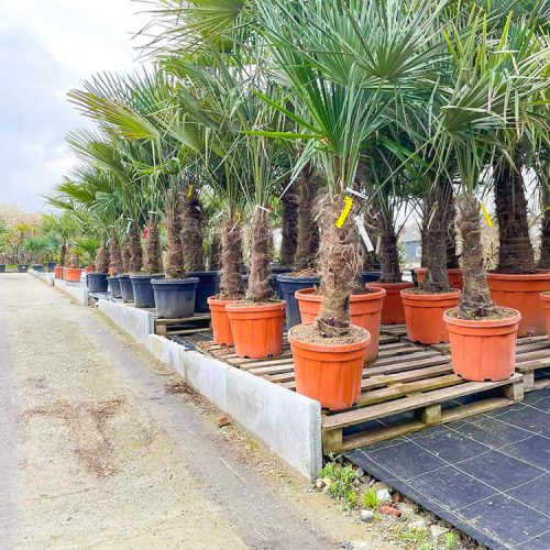 Mediterrane bomen