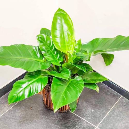 philodendron-imperial-green-70cm