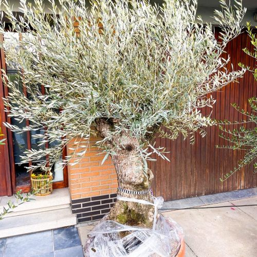 olijfboom-bonsai-tarrina