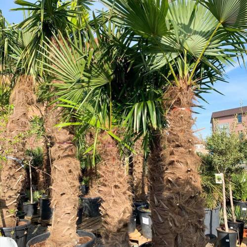 palmbomen-trachycarpus-fortunei