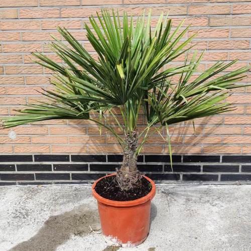 Palmbomen | Trachycarpus fortunei