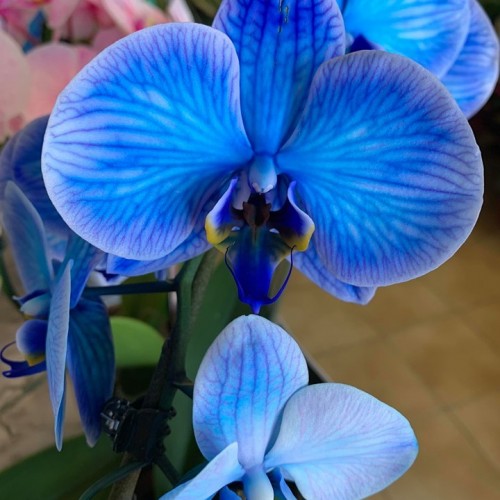 Orchideeën-5