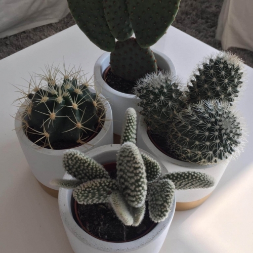 Assortiment cactusplantjes in witte potjes