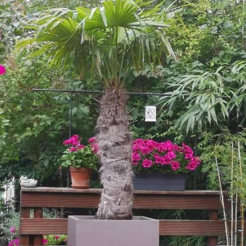 Trachycarpus Fortunei palmboom in taupe bloembak