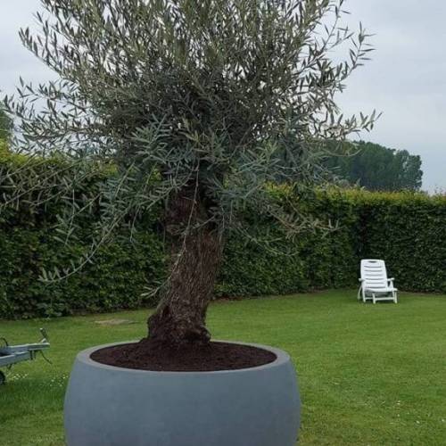 Winterharde olijfboom in pot