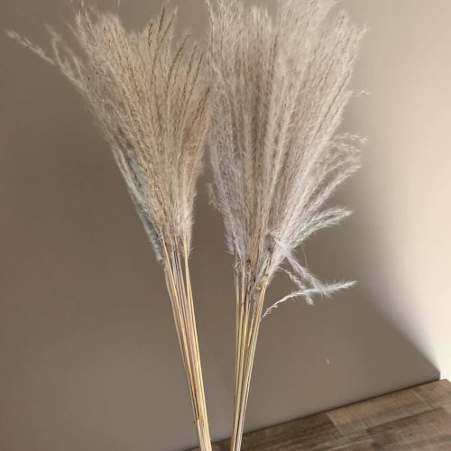 Stipa pluimen