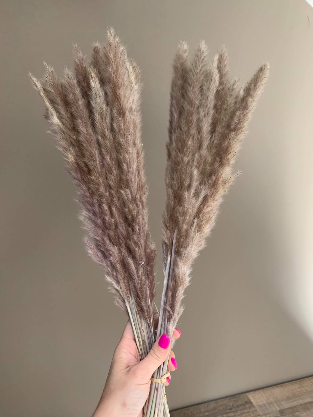 Fluffy pampas | Naturel