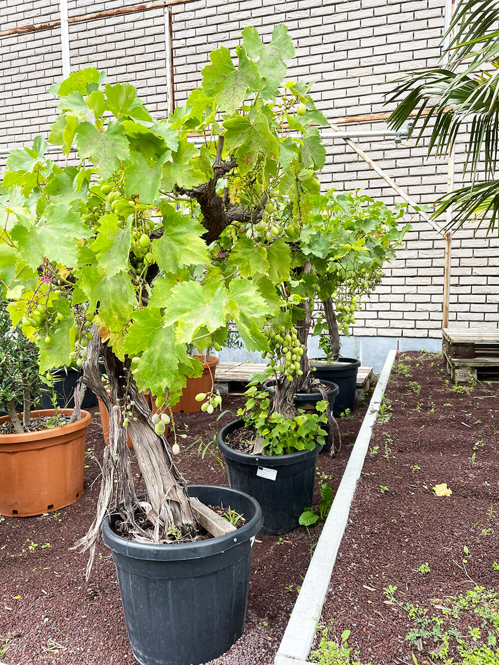 Druivelaar op dikke stam 150 cm Oasis Garden by Suenaert
